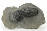 Beautiful Pair Of Pedinopariops Trilobites - Mrakib, Morocco #243837-2